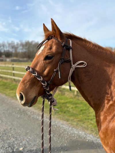 All That Soft Hackamore