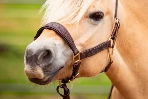 Riimu nahkaa EDIX Kaily Leather Halter